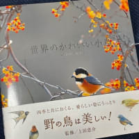 ちょっと素敵な小鳥の写真集、『世界のかわいい小鳥』！