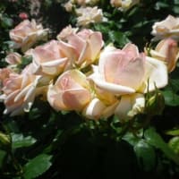 花の女王～薔薇・ばら園の写真を眺めて～。鰻重～