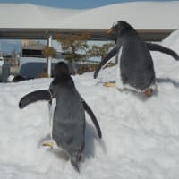 ジェンツーペンギン