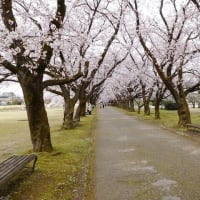 富山県立中央植物園の桜