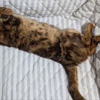 近況とブログの引越し先について