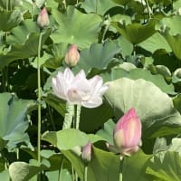 稲垣潤一、八神純子コンサート