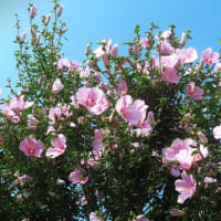 山口の風景　7月6日