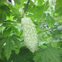 長芋に白黒マルチ