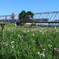 小岩菖蒲園