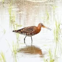 07/1探鳥記録写真：２０２５年5月に出会った鳥たち③