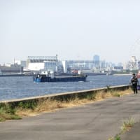 ６月の水辺の風景