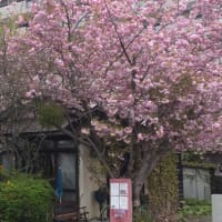 つれづれなるままに　4122　　桜の名所　”さくら庭”