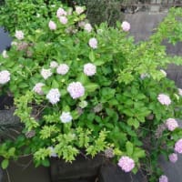 今年の紫陽花