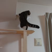 手作りキャットタワー😺
