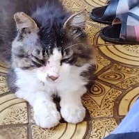 【見島発】『　ひょっとしたら、獣医になれる！！（弱心臓要注意(>_<)）』