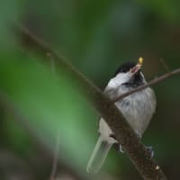 サンコウチョウなど