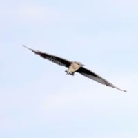 06/18探鳥記録写真：サギヤマの模様②（ゴイサギ、ホシゴイ、アマサギ、チュウダイサギ、）