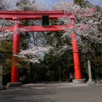 冠稲荷神社の桜とボケの花