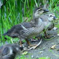 大きくなったね、カルガモの子ども。