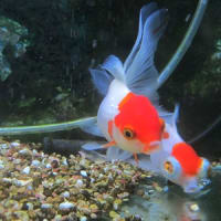 金魚のイソジン浴 金魚 In 香港