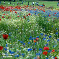 原っぱの花畑。