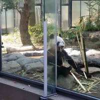 甥っ子と上野動物園