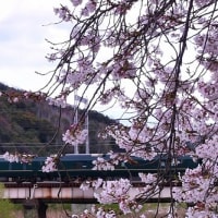 満開の桜と 瑞風 上り 市川橋梁 ’24.4.9