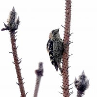 06/11探鳥記録写真-2：はまゆう公園の鳥たち（コゲラ、ウグイス、ホオジロ、カワラヒワ、）