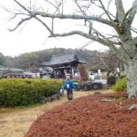 大津なぎさウォーク「紫式部の行路を訪ねて」〜滋賀県ウォーキング協会例会