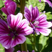 「立野台公園」では紫色の5弁花「ゼニアオイ」が！！