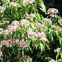 「相模原麻溝公園」では「ストリゴーサ」が淡紫の花を披露し始めた！！