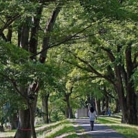 皐月の欅林情景