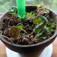 鉢植えのシクラメン、今年も新しい葉が出始めました。