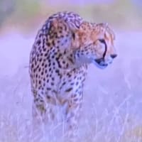 🌏🔱小倉　マレーシア🇲🇾Ｃ　グランアルティスタ号　暴発✨！
