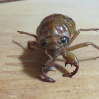 ニイニイゼミの幼虫？