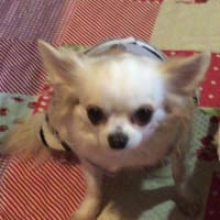 犬ちゃんです………( ◠‿◠ )