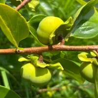 桃栗三年柿八年