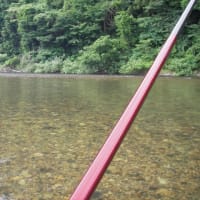 7/8-12 鮎釣り解禁して２週間だが北越三面川は🐟魚の成長遅れて群れ鮎が多いかなー❕❓