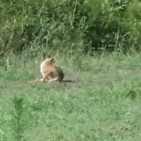 キツネがいた
