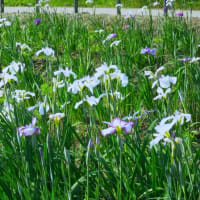 遠藤笹窪谷公園散策