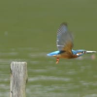 於大公園 ： 野鳥 ・ 翡翠 ・ カワセミ・・・フリー素材ブログ　カワセミ