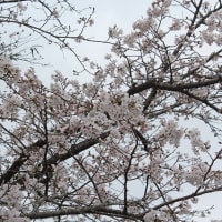 宮崎市天ヶ城公園の桜