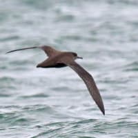 北海道で出会った鳥たちⅫ‼️ 2025.7.10   撮影
