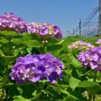 紫陽花と名鉄特急