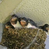 ツバメの巣