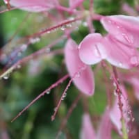6/10　めぐり～雨上がりの朝💧