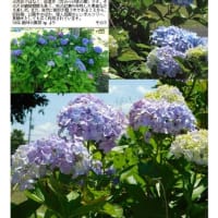 紫陽花－189　久喜　エンゼル公園