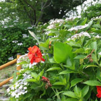 暑さに負けそう・・・紫陽花