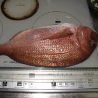 大きな鯛を一人で食べた