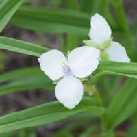 白・紫の花々