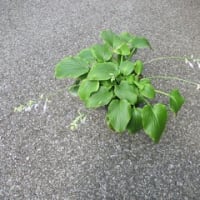 ギボウシ・薫風の青花が咲いている。