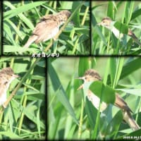 猛暑でも野鳥は元気