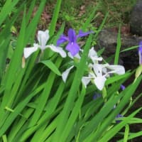 アヤメ　カキツバタ　ショウブ　そしてスイレン