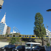 脳の違い